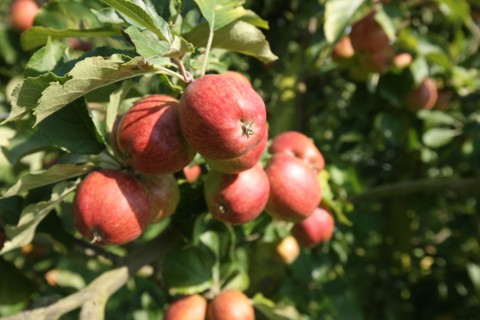 France, Haute Normandie, eure, vexin normand, boisemont, le pressoir d'or, erric dore, production cidricole, pommes, bienvenue a la ferme, verger, potager, jardin, agriculture,