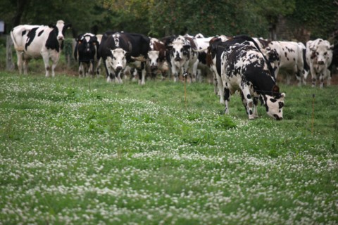 France, Basse Normandie, manche, pays de la baie, voie verte, saint hilaire du harcouet, vaches normandes en bord de la voie,