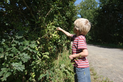 France, Basse Normandie, manche, pays de la baie, voie verte, ducey, enfant, cueillette des mures,