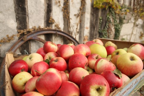 France, Haute Normandie, seine maritime, pays des caux seine, ferme du petit clos, Francois xavier craquelin, producteur de pommes, cidre, gastronomie, terroir, futs, tonneaux,