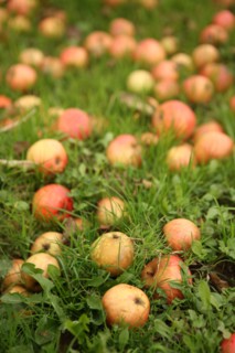 France, Haute Normandie, seine maritime, pays des caux seine, ferme du petit clos, Francois xavier craquelin, producteur de pommes, cidre, gastronomie, terroir,