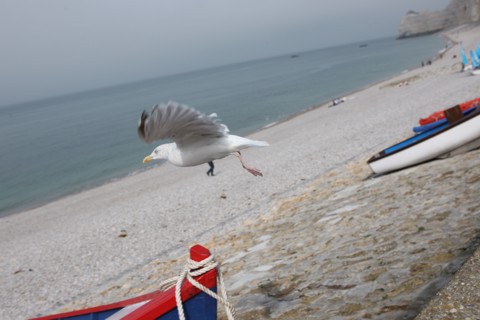 France, Haute Normandie, seine maritime, pays des hautes falaises, etretat, plage, galets, falaise d'amont, barques, caiques, bateaux, canots, impressionnisme, goeland,