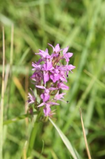 France, Haute Normandie, seine maritime, plateau de caux maritime, le hanouard, les basses eaux, sentier de promenade, nature, decouverte, orchidee sauvage,