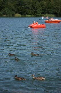 France, Haute Normandie, seine maritime, plateau de caux maritime, lac de caniel, base nautique et de loisirs, plage, nautisme, sports, canards,