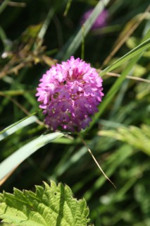 France, Haute Normandie, seine maritime, l'echelle saint martin, plateau de caux maritime, sortie pedagogique sur l'estran, orchidee sauvage,
