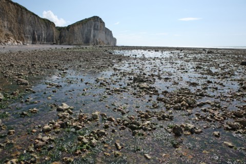 France, Haute Normandie, seine maritime, l'echelle saint martin, plateau de caux maritime, sortie pedagogique sur l'estran,