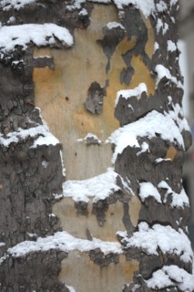 Paris sous la neige