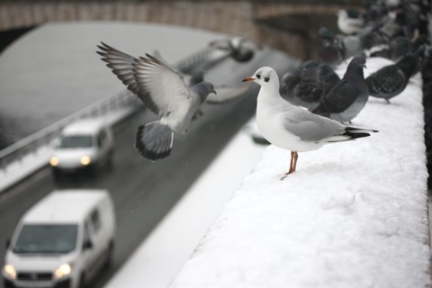 Paris sous la neige