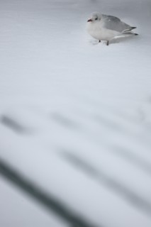 Paris sous la neige