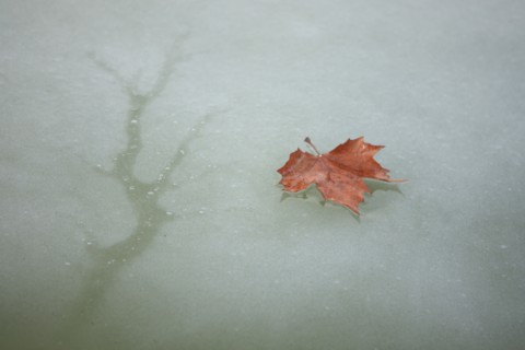 France, Ile de France, Yvelines, Versailles, chateau de Versailles, parc du chateau, jardin, hiver, froid, bassin de l'orangerie, feuille morte et eau gelee, givre, glace,