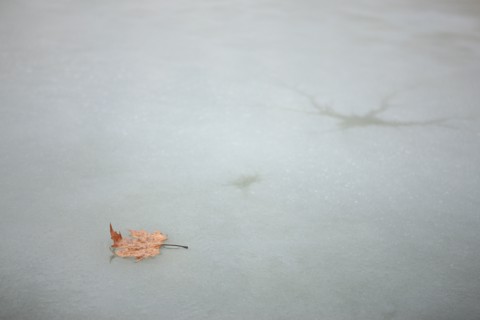 France, Ile de France, Yvelines, Versailles, chateau de Versailles, parc du chateau, jardin, hiver, froid, bassin de l'orangerie, feuille morte et eau gelee, givre, glace,