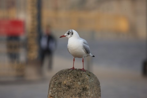 France, palace of versailles