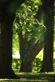 France, Basse Normandie, Calvados, Deauville, parc calouste gulbenkian, jardin arbore, nature, propriete de la ville de Deauville,