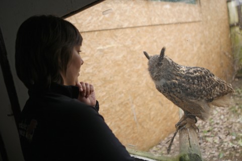 France, Haute Normandie, eure, balines, falconarius, bois des aigles, rapaces, hibou grand duc,