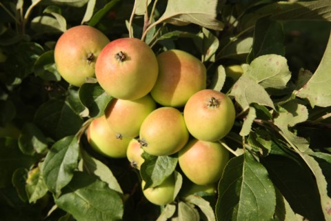 France, Estate