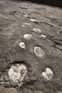 France, franche comté, jura, loulle, traces de dinosaures, site protege, prehistoire, jurassique,