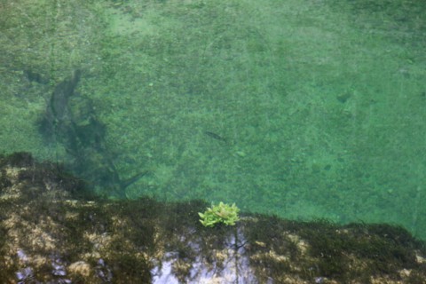 France, franche comte, jura, nozeroy, source de l'ain, pays des lacs, eau, paysage, nature, hiver, poisson,