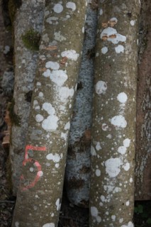 France, franche comte, jura, lent, ferme de sejour, pays des lacs, agriculture, route du comte, paysage, nature, hiver, troncs d'arbre, bois,