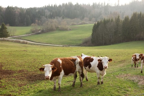 France, franche comte, jura, lent, pays des lacs, agriculture, route du comte, paysage, nature, hiver, vaches montbelliardes,