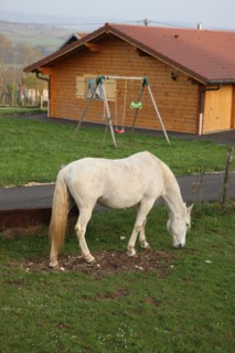 France, franche comte, jura, lent, ferme de sejour, pays des lacs, agriculture, route du comte, paysage, nature, hiver, cheval blanc, chalet,