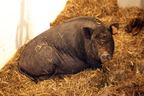 France, franche comte, jura, lent, ferme de sejour, pays des lacs, agriculture, route du comte, paysage, nature, hiver, cochon vietnamien,