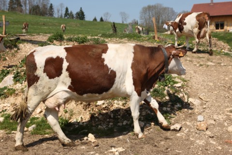 France, franche comte, jura, lent, ferme de sejour, pays des lacs, agriculture, route du comte, paysage, nature, hiver, vache montbelliarde,