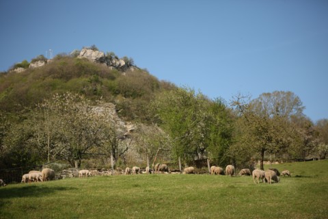 France, franche comté, jura, baume les messieurs, viillage, montagne, elevage ovin, agriculture,