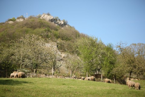 France, franche comté, jura, baume les messieurs, viillage, montagne, elevage ovin, agriculture,
