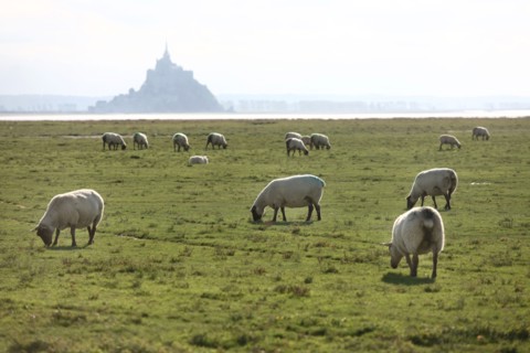 France, bay of the mont saint michel