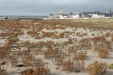 France, Basse Normandie, manche, cote des havres, portbail, littoral, mer, port, bateaux, port, maree basse, sable, estran, vegetation, clocher,