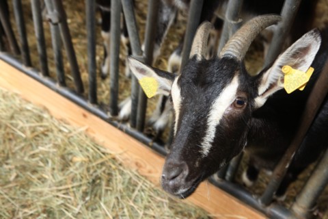 France, welcome to the farm