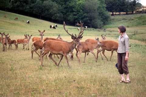 France, FERME DE LA MORICIERE