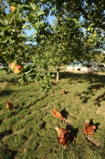France, Haute Normandie, seine maritime, plateau de caux maritime, hautot l'auvray, le clos d'hautot, valerie petit, produits fermiers, gastronomie, agriculture,
