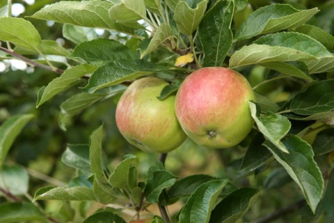 France, Haute Normandie, seine maritime, pays de caux maritime, chateau de bois himont arcaux, etablissement d'aide par le travail, maraichage et boutique de produits locaux, pommes,