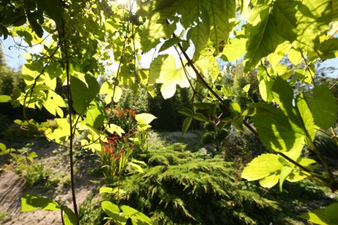 France, Haute Normandie, fecamp, pays des hautes falaises, les nouveaux jardins de louanne, parc paysage, fleurs, arbres, nature, vegetation,