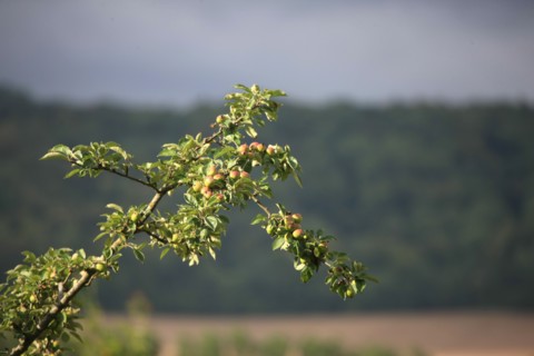 France, land