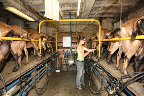 France, Haute Normandie, seine maritime, plateau de caux maritime, saisseville, chevrerie du vieux manoir, traite des chevres et fromages, agriculture biologique, gastronomie,