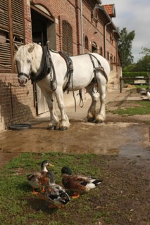 France, Haute Normandie, seine maritime, terrroir de caux, saint denis d'aclon, la ferme de la saane, elisabeth et matthias verdure, visite de la ferme et des animaux a de jeunes touristes citadins,