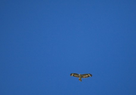 france, region midi pyrenees, tarn et garonne, varen, arnac, ciel, oiseau, rapace, buse, vol,