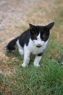 france, region midi pyrenees, tarn et garonne, varen, arnac, ferme de quyvie, sylvie et thierry bolmont, agriculture biologique, petit chaton,