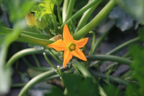france, region midi pyrenees, tarn et garonne, varen, arnac, ferme de quyvie, sylvie et thierry bolmont, agriculture biologique, tomates, herbes aromatiques, alimentation, jardin, gite, colombier, fle...