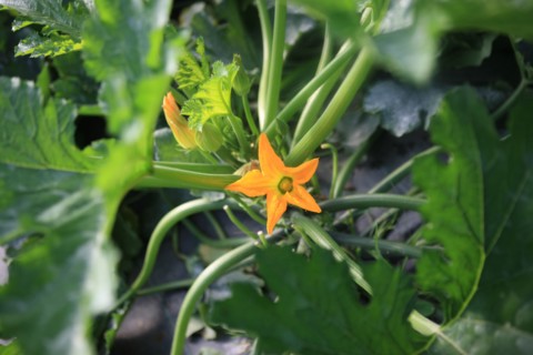 france, region midi pyrenees, tarn et garonne, varen, arnac, ferme de quyvie, sylvie et thierry bolmont, agriculture biologique, tomates, herbes aromatiques, alimentation, jardin, gite, colombier, fle...