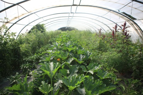 france, region midi pyrenees, tarn et garonne, varen, arnac, ferme de quyvie, sylvie et thierry bolmont, agriculture biologique, tomates, herbes aromatiques, alimentation, jardin, gite, colombier, cou...