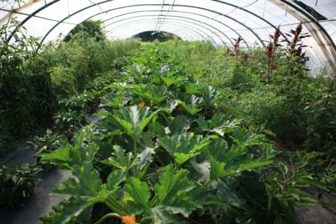 france, region midi pyrenees, tarn et garonne, varen, arnac, ferme de quyvie, sylvie et thierry bolmont, agriculture biologique, tomates, herbes aromatiques, alimentation, jardin, gite, colombier, cou...
