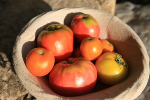 france, region midi pyrenees, tarn et garonne, varen, arnac, ferme de quyvie, sylvie et thierry bolmont, agriculture biologique, tomates, herbes aromatiques, alimentation, jardin, gite, colombier, anc...
