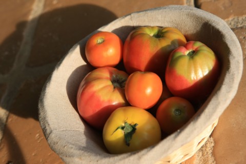 france, region midi pyrenees, tarn et garonne, varen, arnac, ferme de quyvie, sylvie et thierry bolmont, agriculture biologique, tomates, herbes aromatiques, alimentation, jardin, gite, colombier, anc...