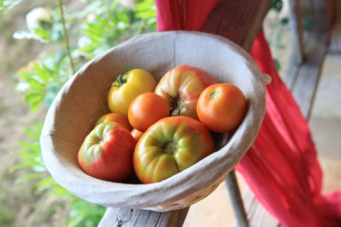 france, region midi pyrenees, tarn et garonne, varen, arnac, ferme de quyvie, sylvie et thierry bolmont, agriculture biologique, tomates, herbes aromatiques, alimentation, jardin, gite, colombier, anc...