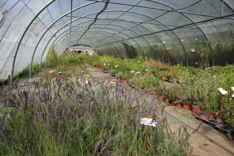 france, region midi pyrenees, tarn et garonne, varen, arnac, ferme de quyvie, sylvie et thierry bolmont, agriculture biologique, tomates, herbes aromatiques, alimentation, jardin, gite, colombier,