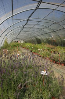 france, region midi pyrenees, tarn et garonne, varen, arnac, ferme de quyvie, sylvie et thierry bolmont, agriculture biologique, tomates, herbes aromatiques, alimentation, jardin, gite, colombier,