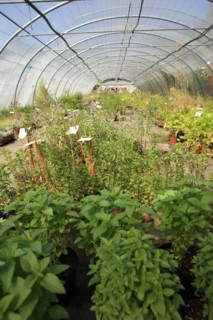 france, region midi pyrenees, tarn et garonne, varen, arnac, ferme de quyvie, sylvie et thierry bolmont, agriculture biologique, tomates, herbes aromatiques, alimentation, jardin, gite, colombier,